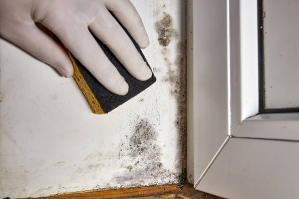 Trusted Shafter, CA Mold Removal Experts